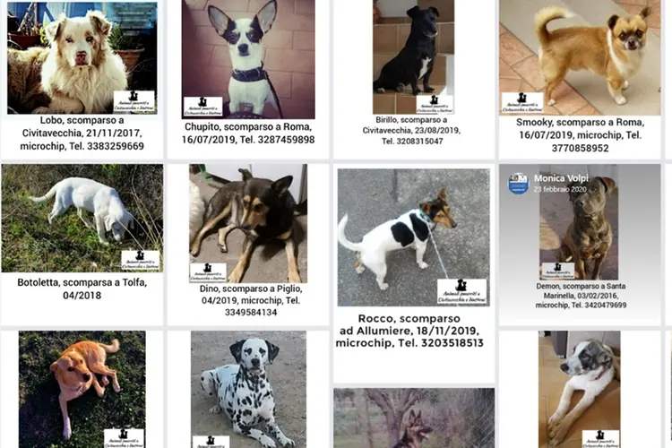 Civitavecchia – Cani smarriti, su Facebook una pagina per trovarli