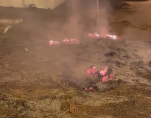 Tarquinia – Data alle fiamme colonia felina, un orrore che merita di essere punito (video)