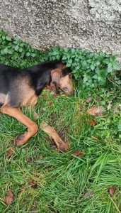 Lenola, tornano i bocconi avvelenati: trovati morti due cani da caccia