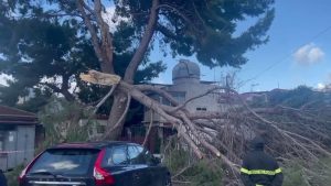 Maltempo a Palermo, così il vento spezza un grosso albero