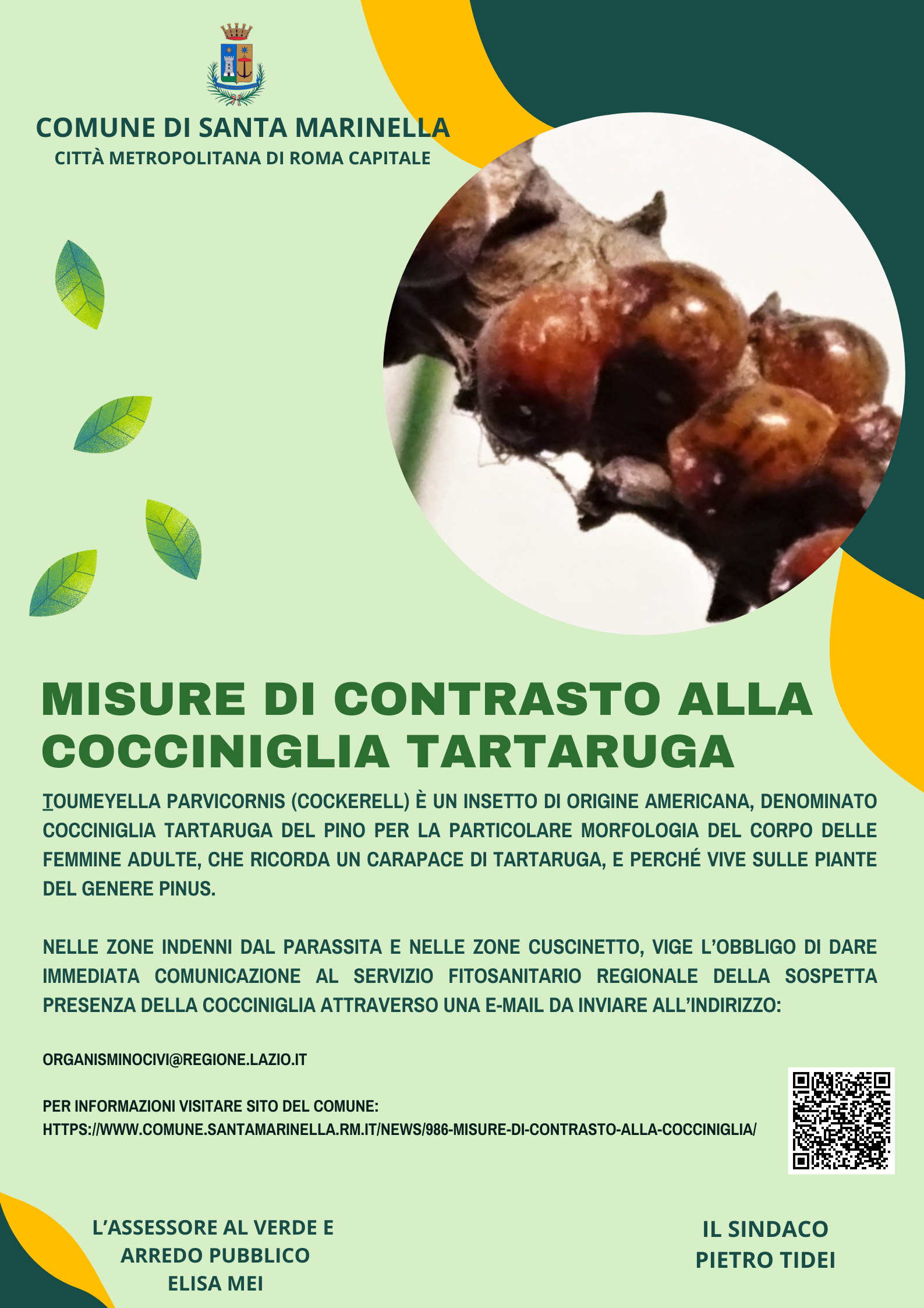 A Santa Marinella scatta l’allarme cocciniglia-tartaruga: pini a rischio