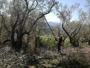 “Potatori di olivi”, 100mila iscritti al gruppo social della preziosa pianta