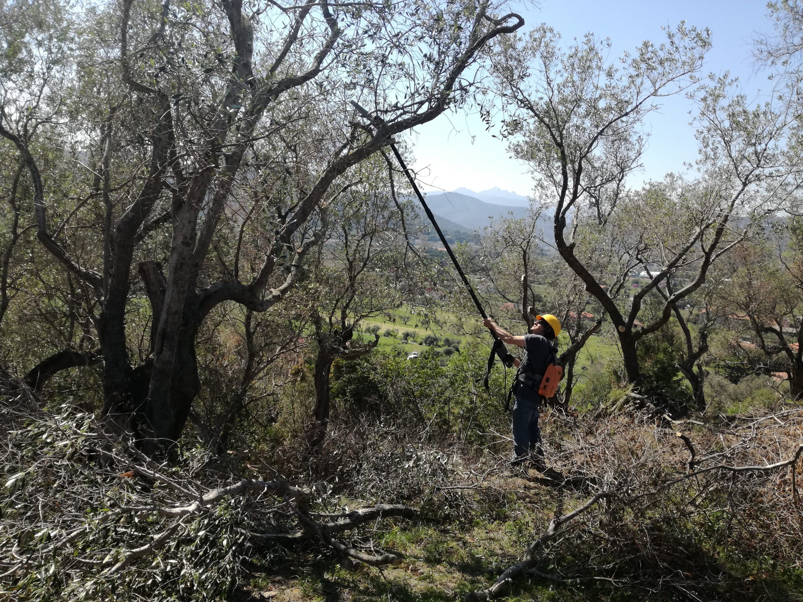“Potatori di olivi”, 100mila iscritti al gruppo social della preziosa pianta