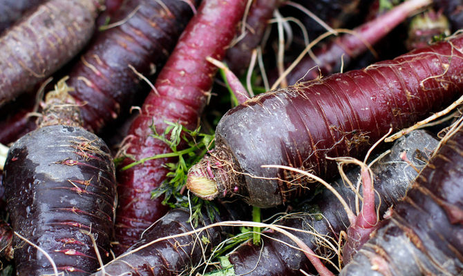 Le carote viola viterbesi sulla rivista La Freccia di Trenitalia