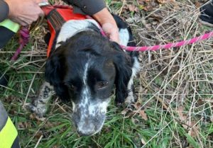 Tuscania, cane da caccia cade in una voragine: salvato dai vigili del fuoco (VIDEO)