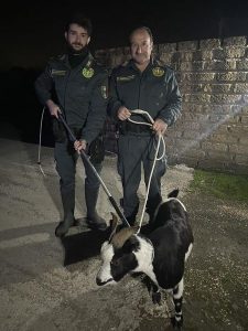 Cerveteri, caprone a spasso per la città: recuperato dalle Guardie Zoofile davanti a una discoteca