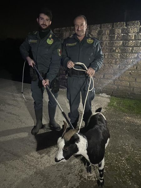 Cerveteri, caprone a spasso per la città: recuperato dalle Guardie Zoofile davanti a una discoteca