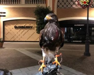 Castel Romano, falco si incastra in una rete dell’outlet: lo salvano i Vigili del fuoco