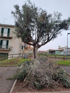 Cerveteri, al via la potatura degli olivi secolari al Granarone e alla Legnaia