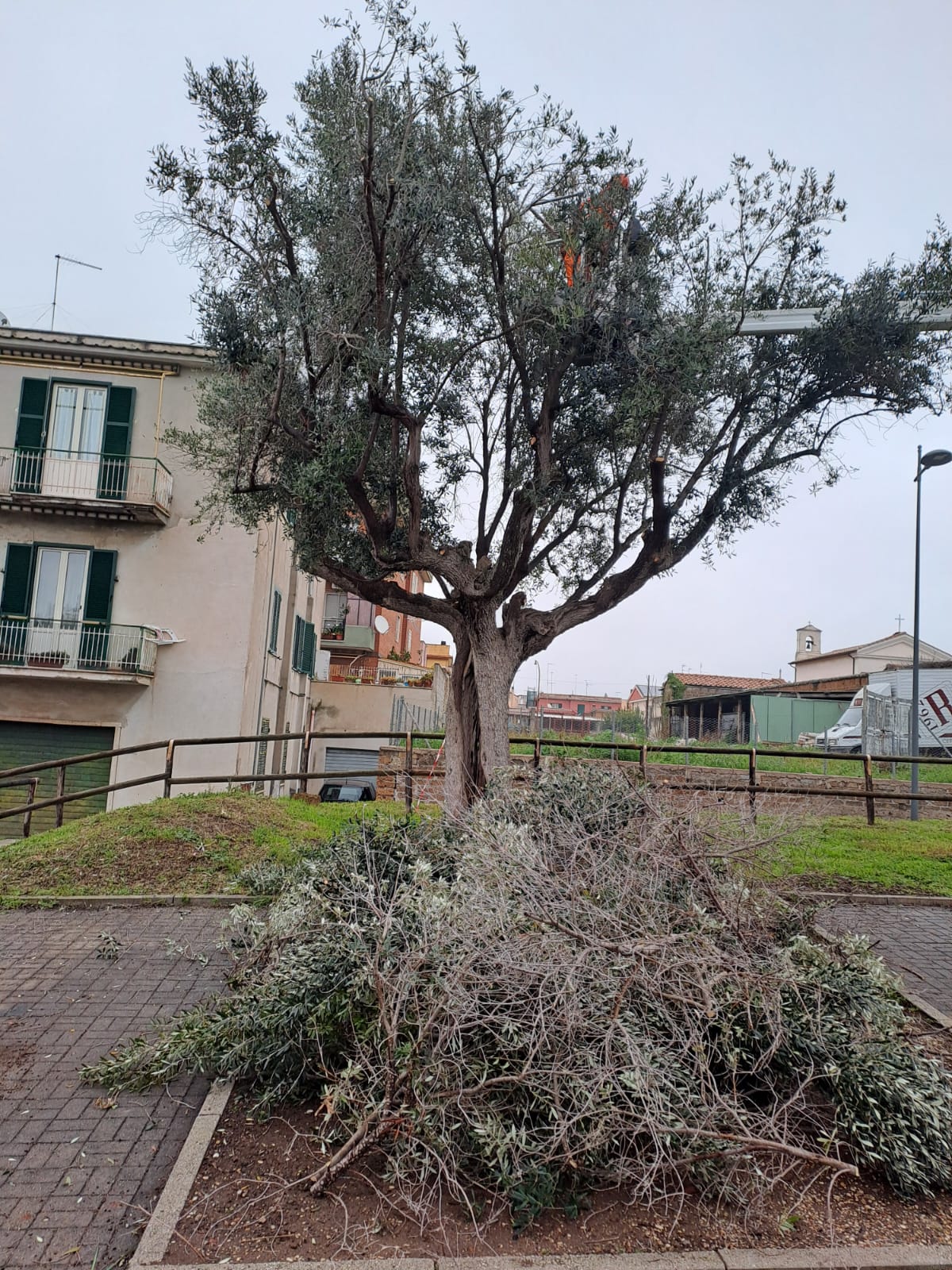 Cerveteri, al via la potatura degli olivi secolari al Granarone e alla Legnaia