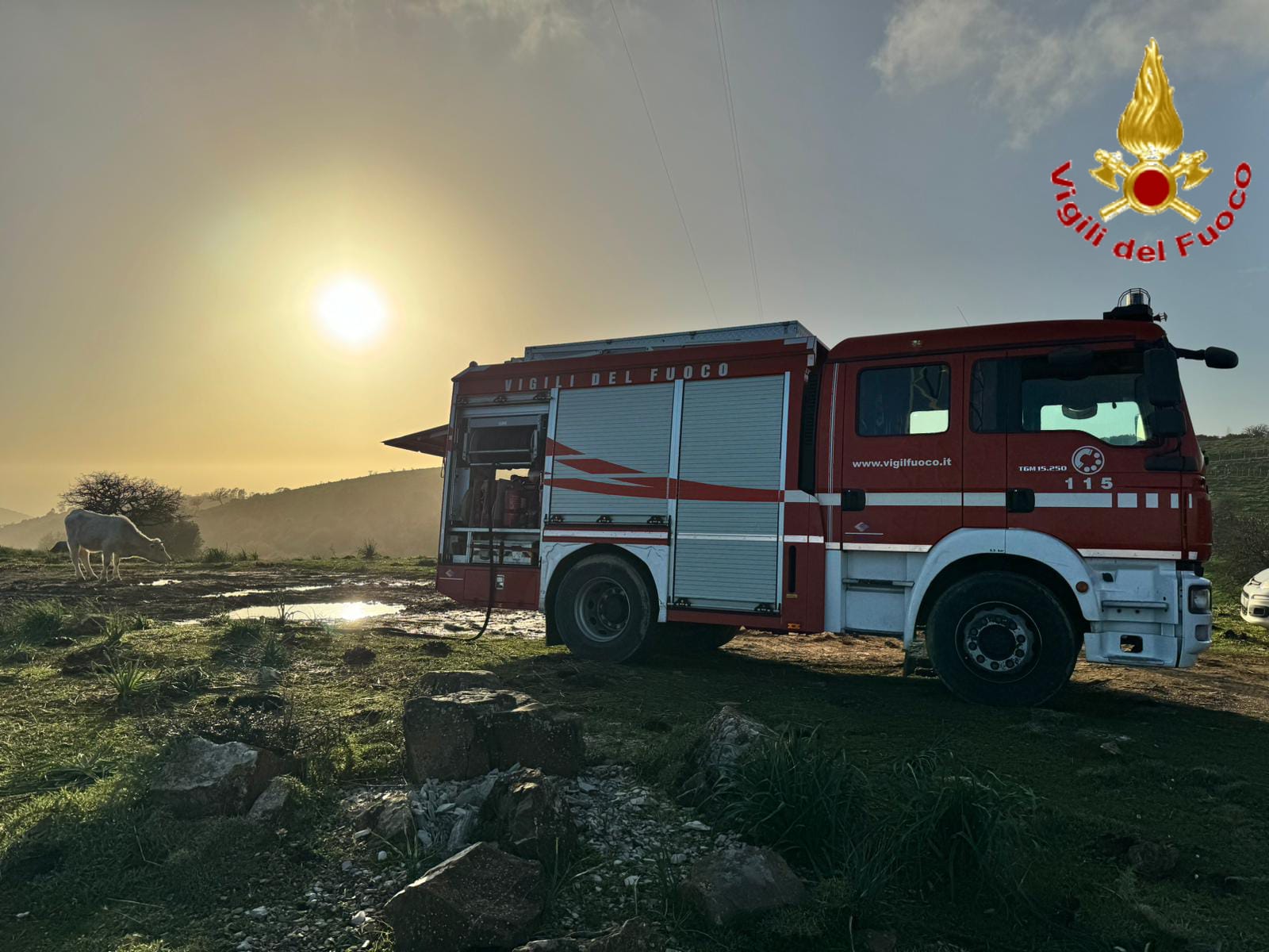 Civitavecchia, vitellino cade in un pozzo: lo salvano i Vigili del Fuoco (FOTO)