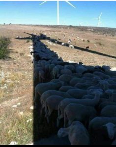 Impianto eolico a Pitigliano, le associazioni ambientaliste “smontano” Sorgenia: “Gravi danni per i 50.000 metri cubi di terreno che saranno scavati”