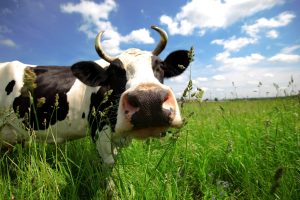 Regione Lazio – Coldiretti richiede pagamento contributi sul benessere animale