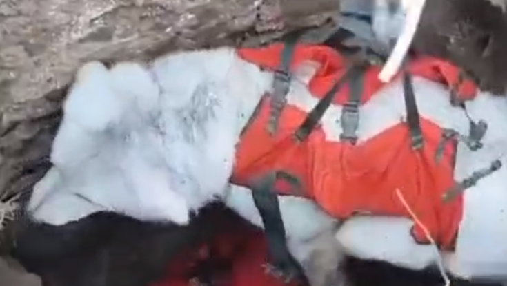 Roma, cane cade in pozzo artesiano: salvato dai Vigili del Fuoco