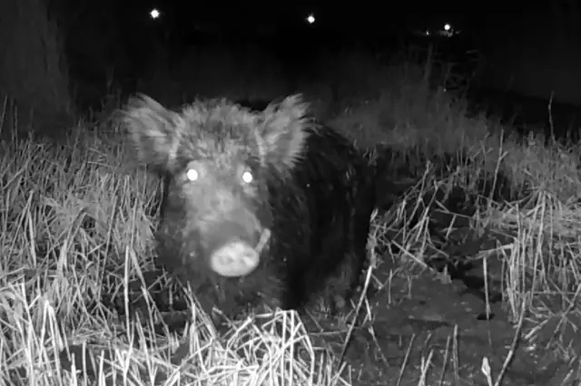 Emergenza cinghiali a Ladispoli: ungulati anche nel parco giochi del Miami