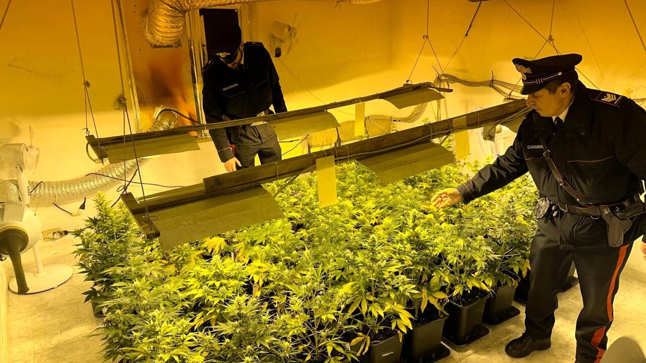 Latina, hanno in casa una serra con 76 piante di canapa: arrestati
