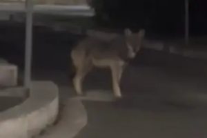 Spavento a Cerveteri, lupo scorrazza nella notte per il centro cittadino