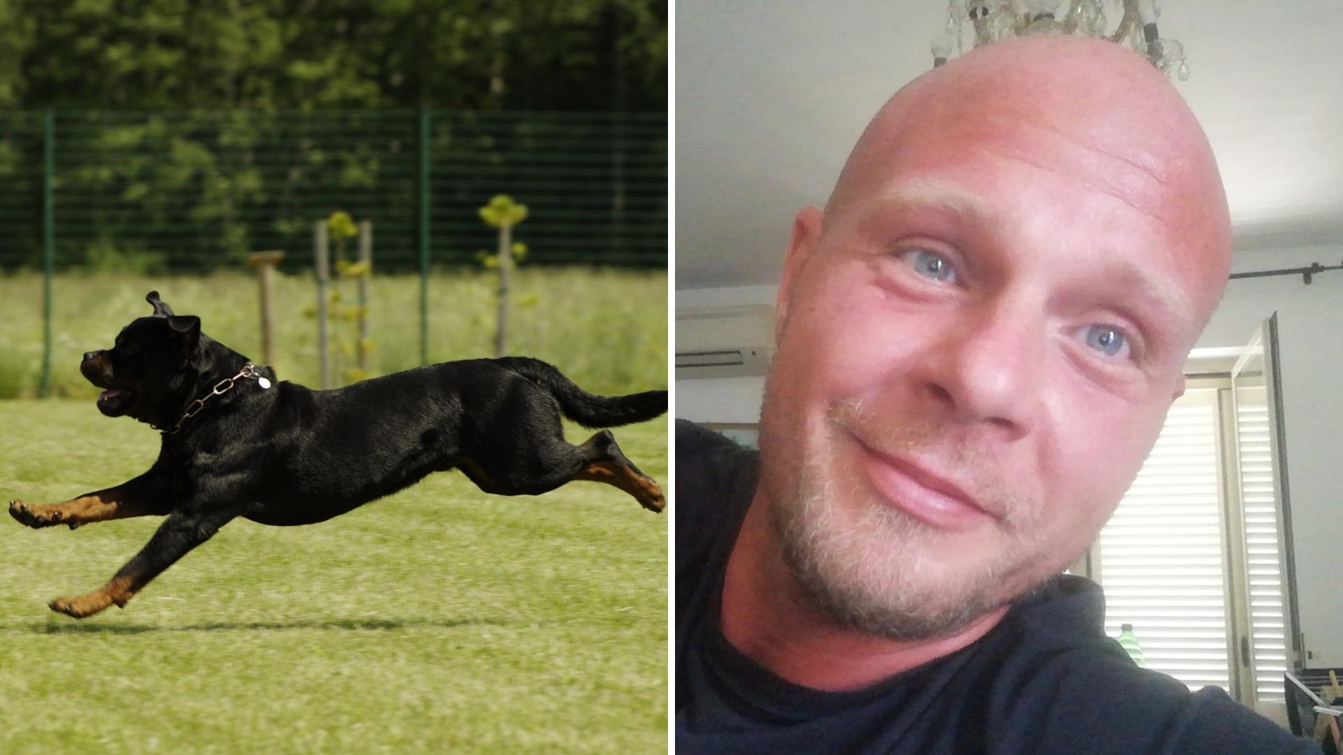 Perizie sui rottweiler che hanno sbranato Paolo Pasqualini, il proprietario abita a Viterbo