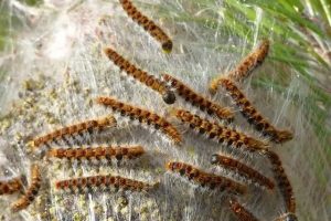 Civitavecchia, allarme processionarie in centro