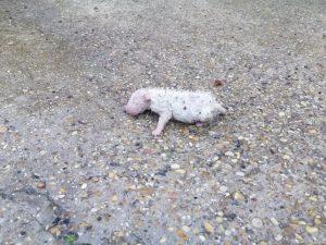 Cerveteri, cucciolo di pochi giorni abbandonato per strada: lo salvano i volontari di FareAmbiente (FOTO)