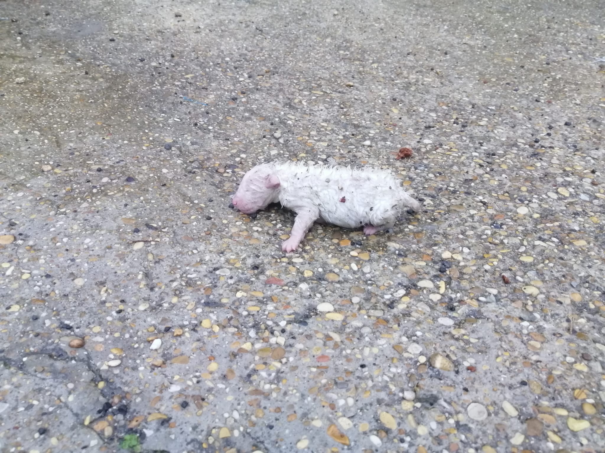 Cerveteri, cucciolo di pochi giorni abbandonato per strada: lo salvano i volontari di FareAmbiente (FOTO)