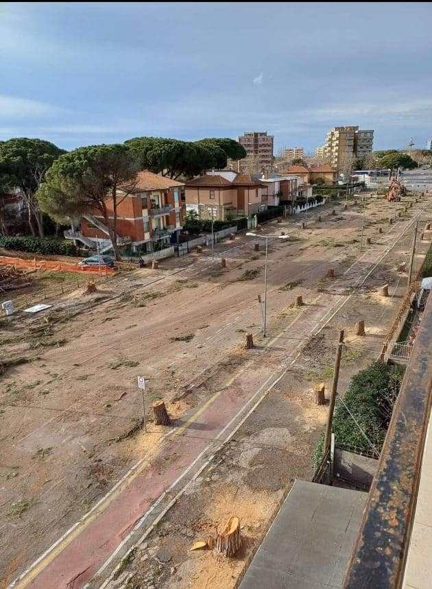 Pini abbattuti a Tarquinia: la Stas in Procura per le “gravi modifiche paesaggistiche”