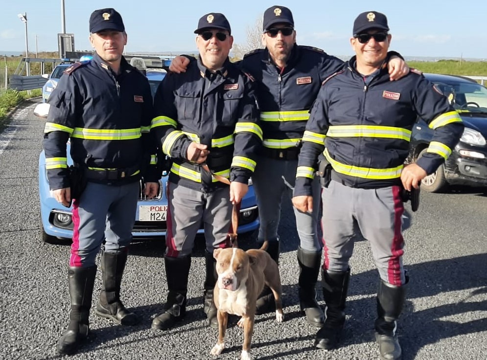 Vagava sulla corsia di sorpasso della Superstrada, pitbull salvato dalla Polizia