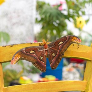 Riapre a Roma La Casa delle Farfalle, centinaia di falene in volo