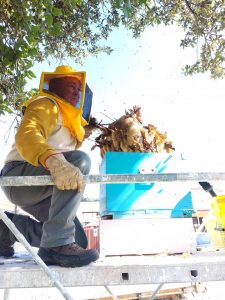 Pericolo api a Ladispoli, rimosso grosso alveare in Viale Mediterraneo