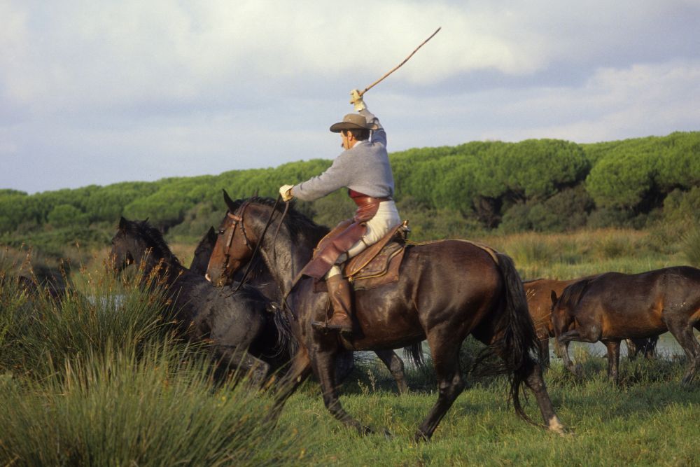 Tarquinia – Quattro cavalli in fuga dai monti della Tolfa seminano il panico, butteri e polizia al loro inseguimento