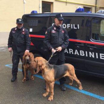 Giovane scomparso a Faleria, per le ricerche arrivano anche i cani molecolari