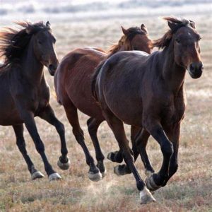 Tarquinia – Abbattuti i quattro cavalli maremmani in fuga
