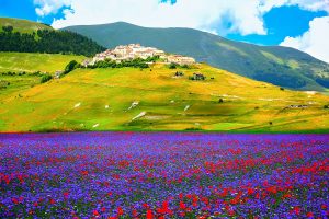 Castelluccio di Norcia – Con la primavera arriva puntuale la straordinaria e coloratissima fioritura delle lenticchie