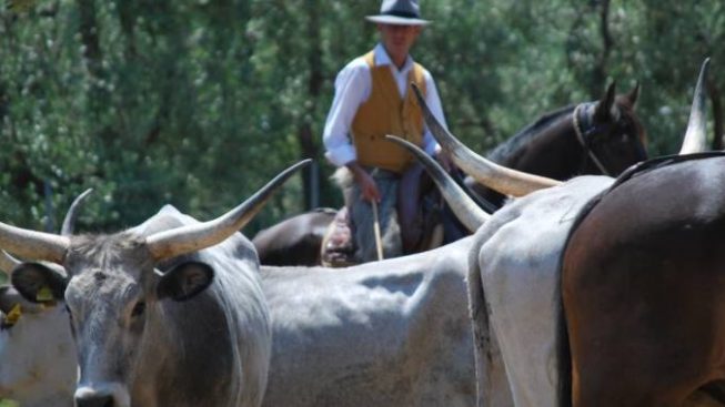Tarquinia, no alla Festa della Merca dopo 50 anni. Fanucci: “Solo il Covid c’era riuscito”