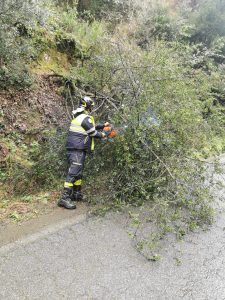 Cerveteri: vento sradica albero, Doganale ostruita
