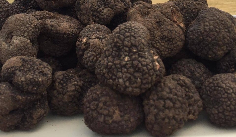 Frosinone – Evasione fiscale e frode alimentare per 23 milioni di euro, denunciata società di tartufi