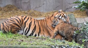 Roma, la tigrotta Kala è da oggi visibile al Bioparco