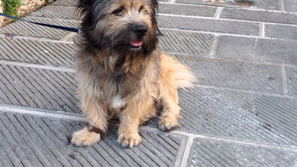 Perugia – Il cane Francesco aspetta per ore il padrone ricoverato in ospedale