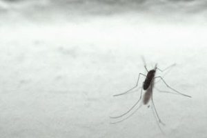 Malaria tornerà in Italia? L’esperto: “No allarme ma guardia alta”
