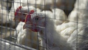 Aviaria, casi in aumento e salto di specie tra i bovini