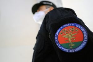 Settefrati – Lupo trovato morto sulle montagne, allarme “bocconi” avvelenati