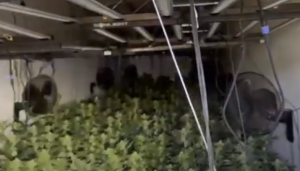 Pomezia, sequestrata maxi-piantagione di cannabis