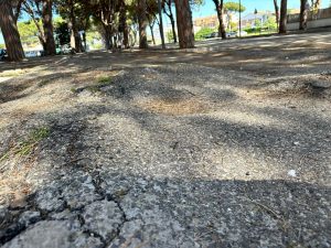 Tarquinia Lido – Procura in viale Mediterraneo per il taglio dei pini, sopralluogo e foto ma niente sequestri
