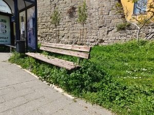 Viterbo, altolà del Comune per chi non taglia il proprio verde: ma chi controllerà l’amministrazione? (FOTO)
