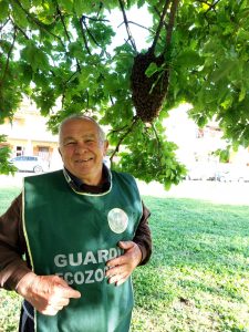 Paura a Ladispoli, grosso alveare nei Giardini Cavour: interviene FareAmbiente