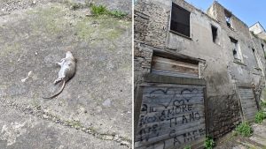 Viterbo, il degrado è servito a Piazza Campoboio: in pieno centro tra ratti, edifici pericolanti e rifiuti