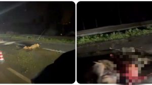 Tarquinia – Quelle misere speculazioni politiche sull’abbattimento dei cavalli scappati da un allevamento di Monte Romano