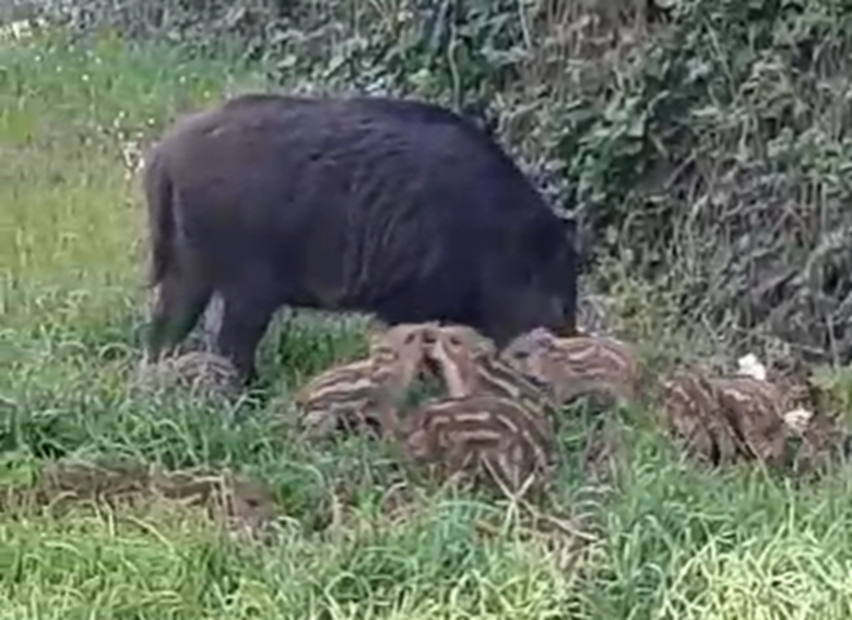 Viterbo, cucciolata di cinghiali all’Arcionello: con la primavera torna ad aumentare il rischio incidenti (VIDEO)