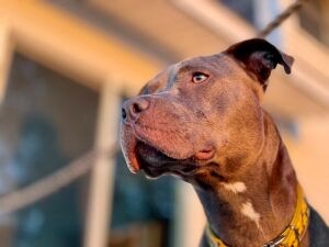 “Cani impegnativi”: l’Oipa chiede un patentino per gestire razze particolari ed evitare gli abbandoni