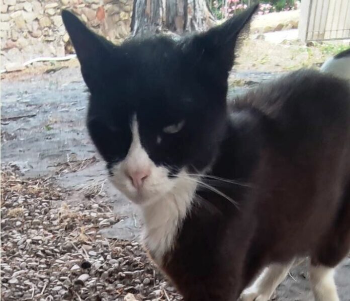 Santa Marinella – Ucciso e fatto a pezzi Felix, gatto della colonia felina del Castello di Santa Severa